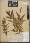 Foto von Salix alba L. x Salix pentandra L.